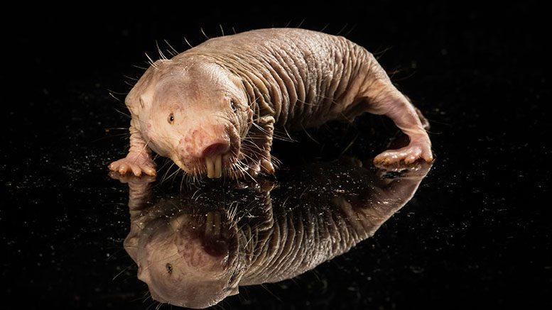 Naked mole rat - ugliest animals