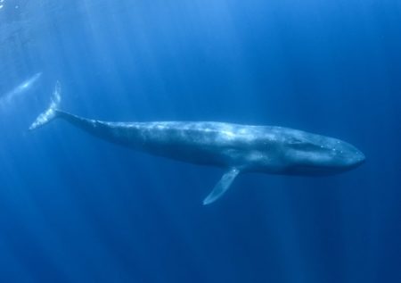 blue whale swimming underwater