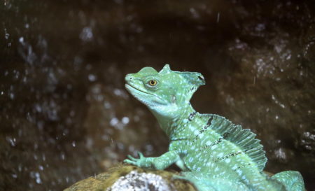 Green Basilisk