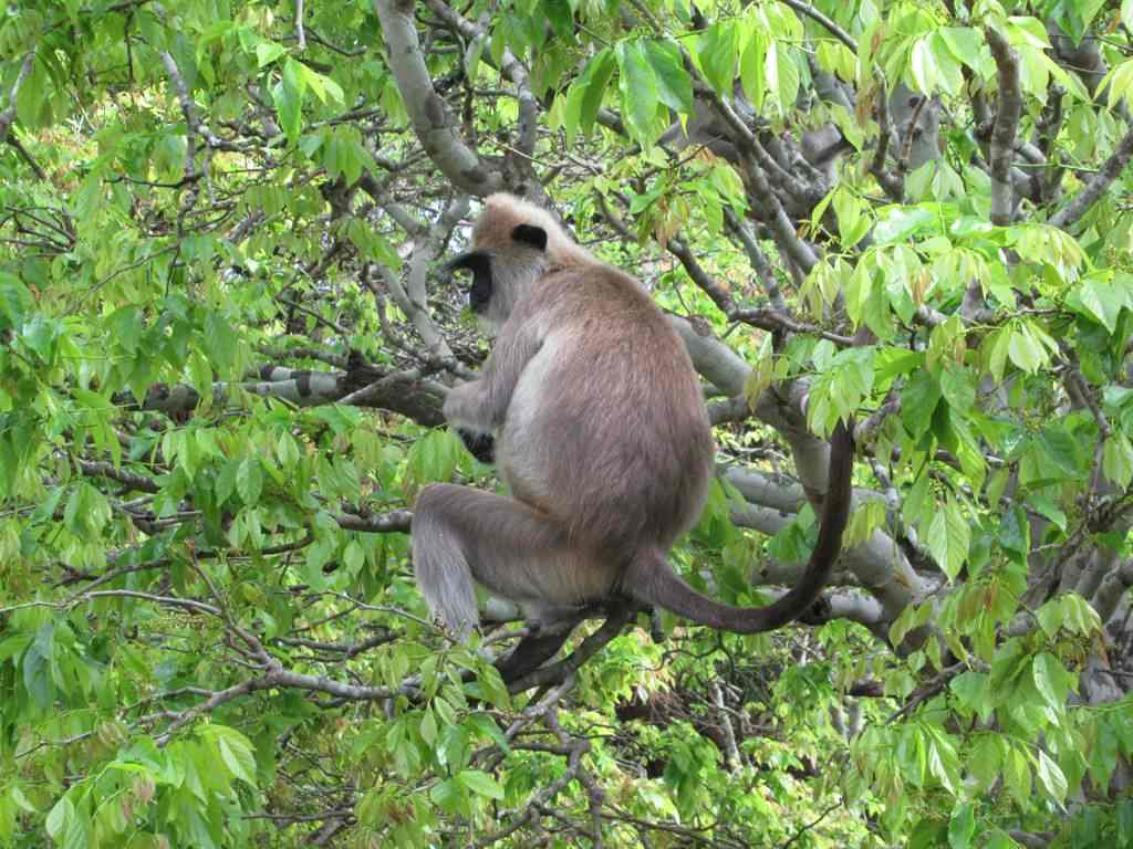 Hispaniola Monkey