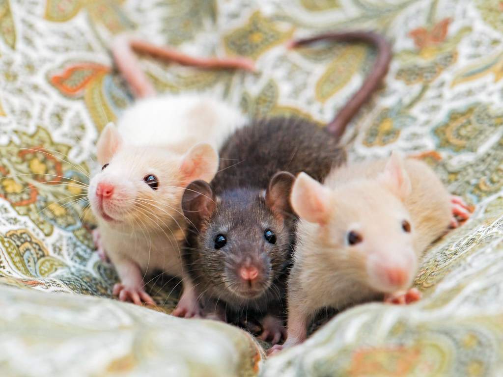Rats are social creatures